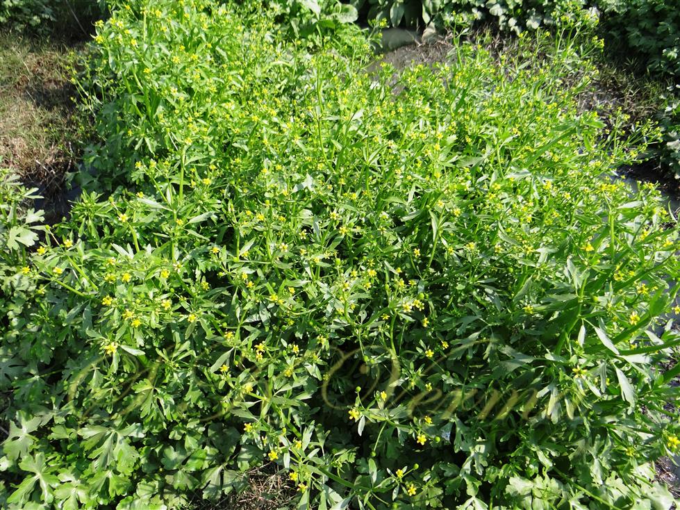 Plant